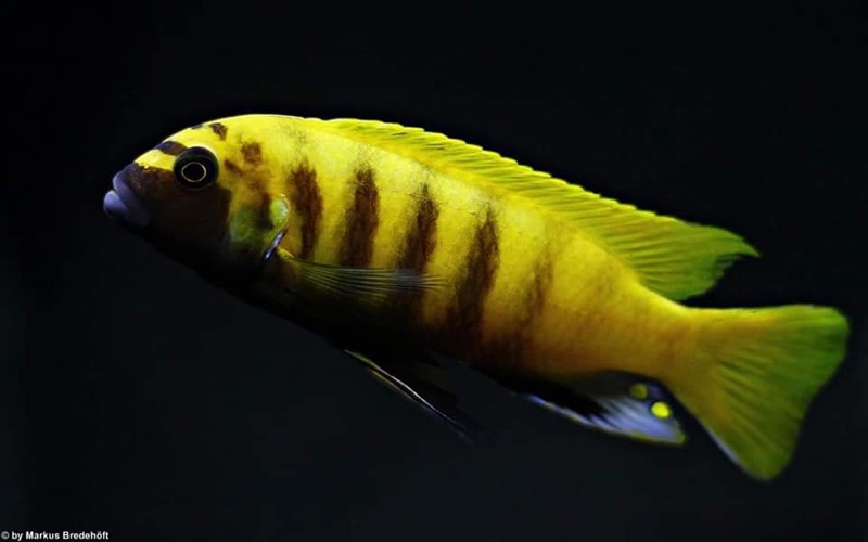 Maylandia sp. 'zebra gold' Kawanga